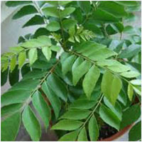 Curry Leaf Curry Leaf