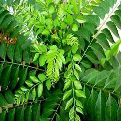 Green Curry Leaves Green Curry Leaves