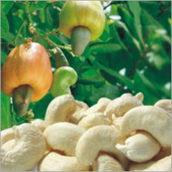 Organic Cashew Kernels Organic Cashew Kernels