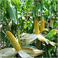 Maize Corn Maize Corn