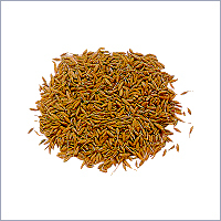 Caraway Seed Caraway Seed