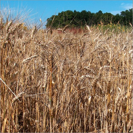 Durum Wheat Durum Wheat