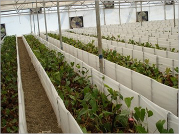 Horticultural Plantation Horticultural Plantation