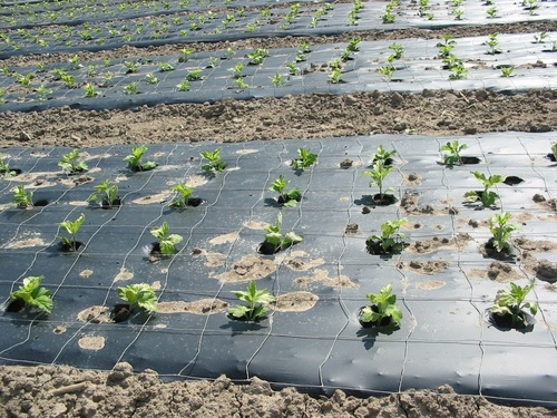 Mulching Film Mulching Film
