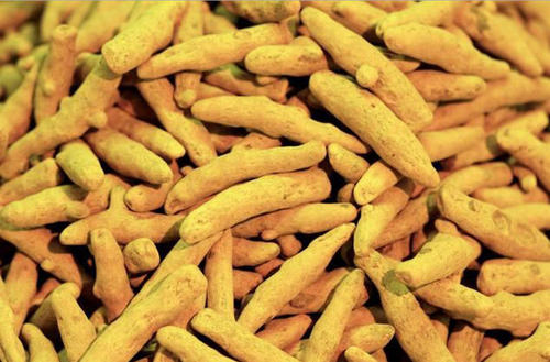 Indian Turmeric Roots Indian Turmeric Roots