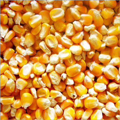 Maize Maize