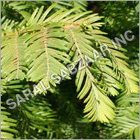 Conifer Seeds Conifer Seeds