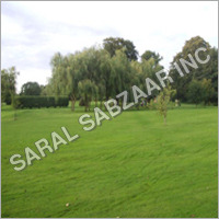 Lawn Grass Seeds Lawn Grass Seeds