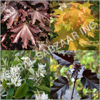 Ornamental Flowering Seeds Ornamental Flowering Seeds