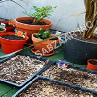 Summer Flower Seeds Summer Flower Seeds