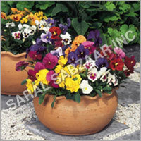 Winter Flower Seeds Winter Flower Seeds