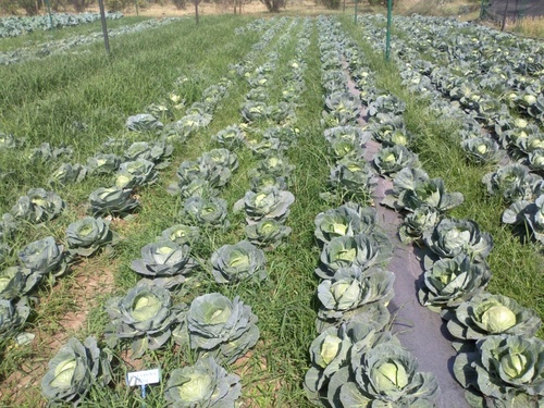 Agri Mulching Film Agri Mulching Film