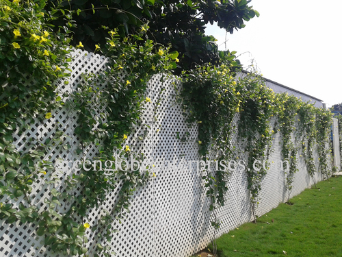 PVC Lattice PVC Lattice