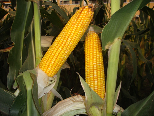 Yellow Maize Yellow Maize