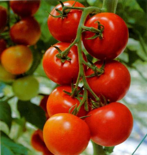 Fresh Tomatoes Fresh Tomatoes