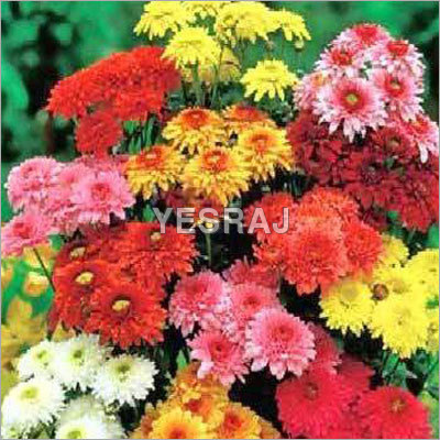 Chrysanthemum Flowers Chrysanthemum Flowers