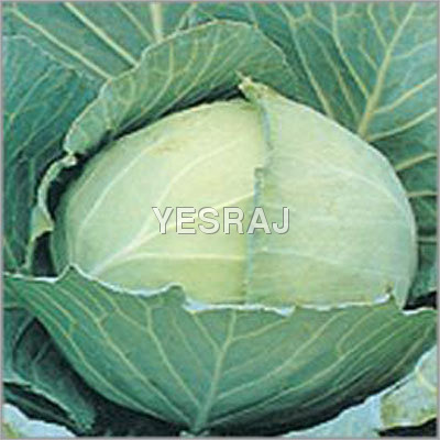 Green Cabbage Green Cabbage
