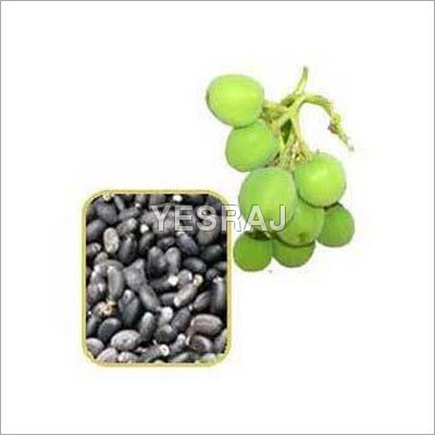 Tropical Fruit Seeds Tropical Fruit Seeds