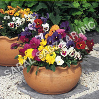 Flower Seeds Flower Seeds