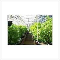 Green House Green House