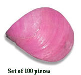 Shell Beads Shell Beads