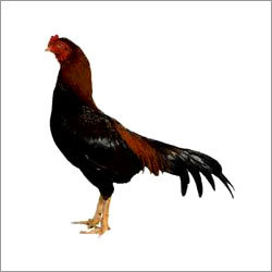 Asil Chicken Asil Chicken