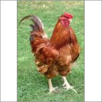 Gramapriya Chicken Gramapriya Chicken