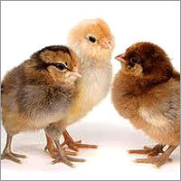 Chicken Chicks Chicken Chicks