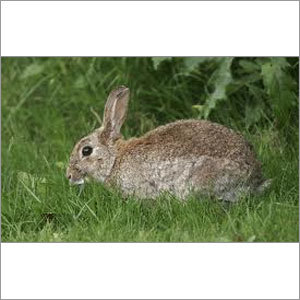 Rabbit Rabbit