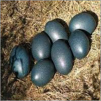 Emu Eggs Emu Eggs