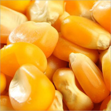 Yellow Corn Yellow Corn