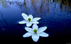Floral Water Floral Water
