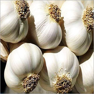 Garlic Bulbs Garlic Bulbs