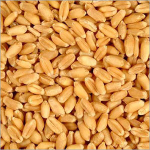 Wheat Grains Wheat Grains