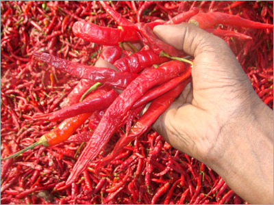 Dry Red Chilli Dry Red Chilli