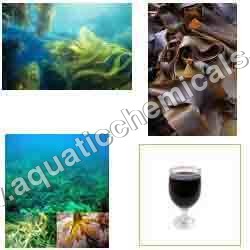 Australian Seaweed Concentrate Australian Seaweed Concentrate