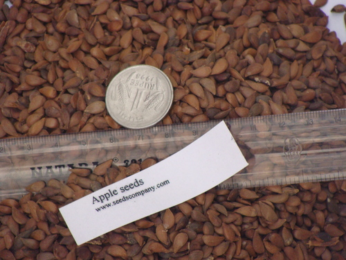 Apple Seeds Apple Seeds