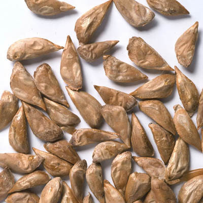 Cedrus Deodara Seeds Cedrus Deodara Seeds