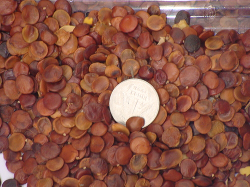 Gliricidia Maculata seeds Gliricidia Maculata seeds