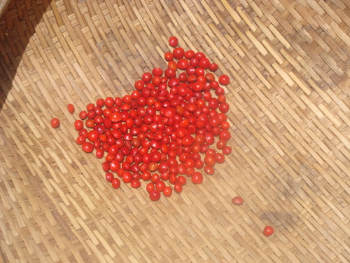 Adnenthera Pavoniana Seeds Adnenthera Pavoniana Seeds