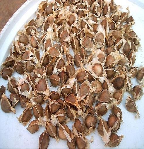 Hybrid Seeds Hybrid Seeds
