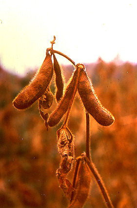 Soybean Soybean