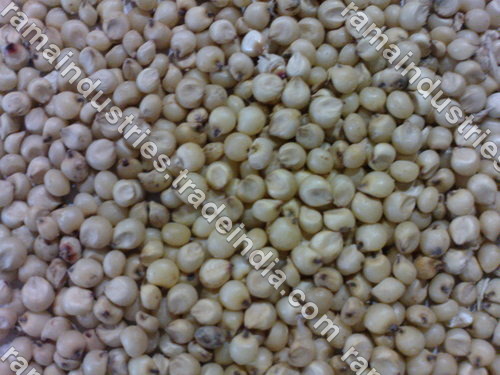 White Sorghum White Sorghum