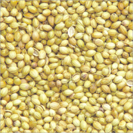 Coriander Seeds Coriander Seeds