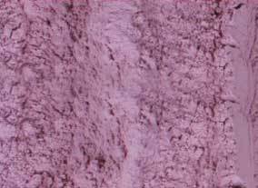 Dehydrated Red Onion Powder Dehydrated Red Onion Powder
