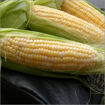 Maize Makka Maize Makka