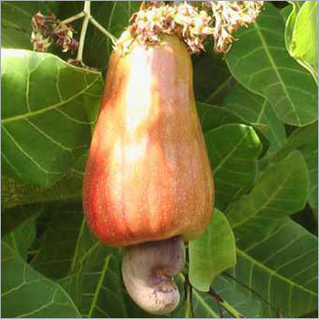 Cashew Nuts Cashew Nuts