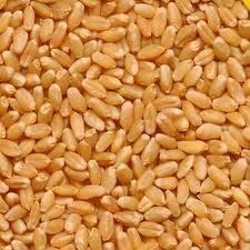 Wheat Wheat