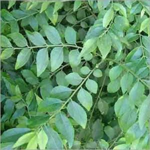 Curry Leaves Curry Leaves
