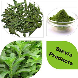 Dried Stevia Leaves Dried Stevia Leaves